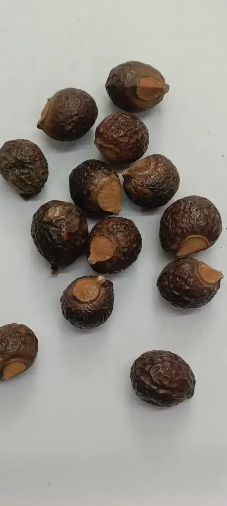 REETHA POWDER - 100 gm