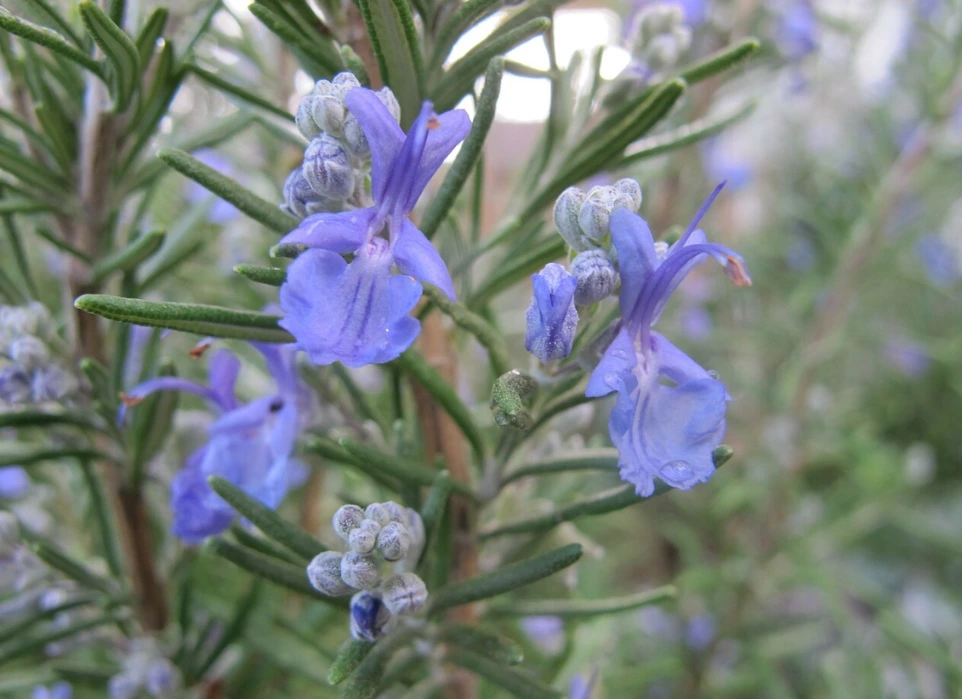 ROSEMARY POWDER - 100gm