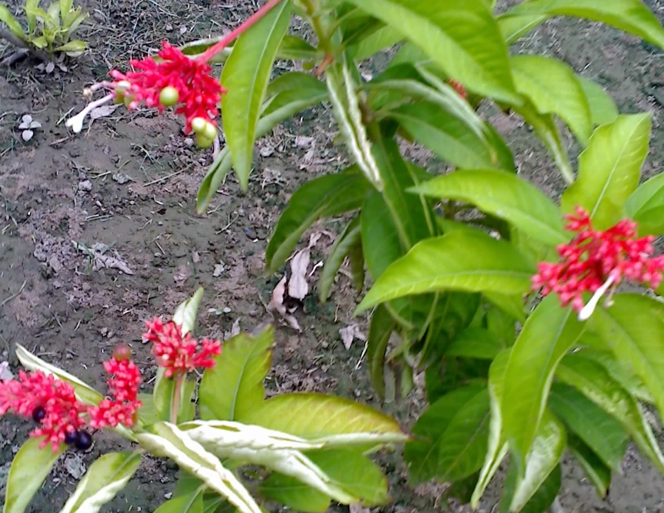 SARPGANDHA POWDER - 100 gm