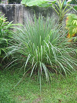 Lemongrass Slips (<100)