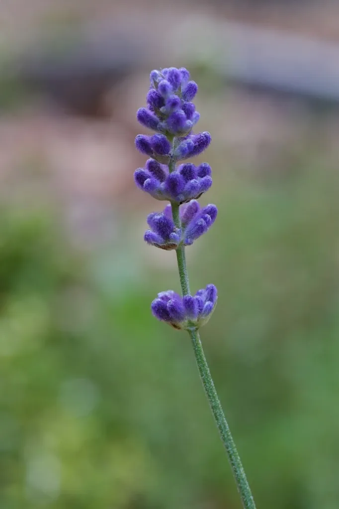 Lavender (Lavandula officinalis) Rooted plants