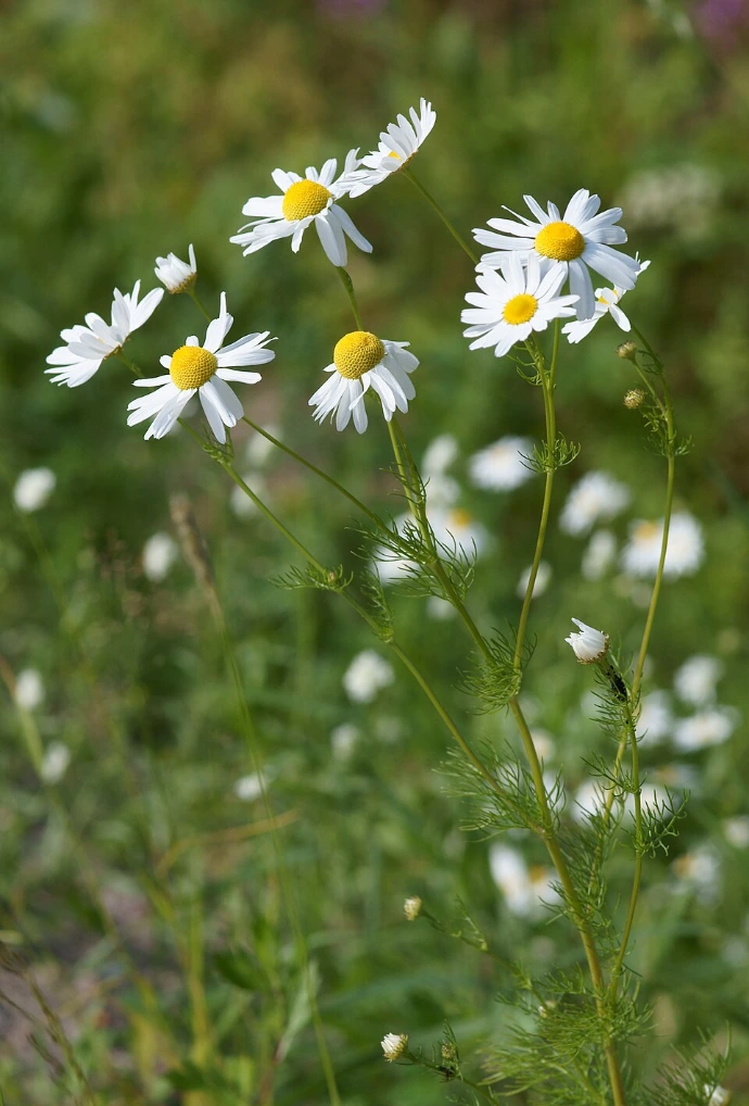 German Chamomile Seed
