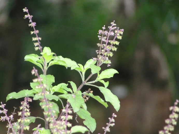 Tulsi (Ocimum spp.) Rooted plant