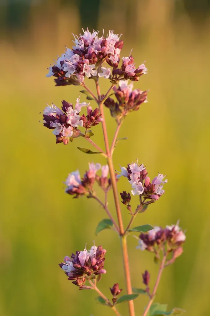 Oregano Seedlings