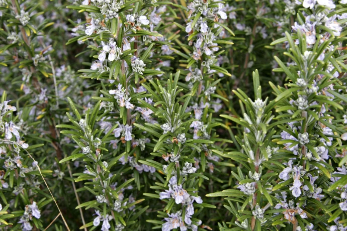 Rosemary - Rooted plants (<100)