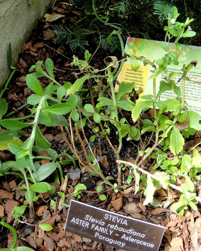 Stevia (Stevia rebaudiana) - Seedling