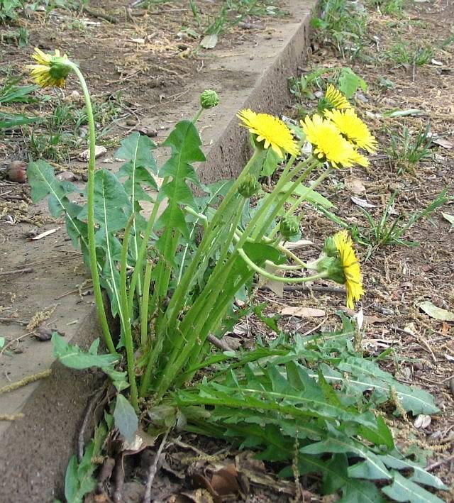 Dendelion - Seedlings