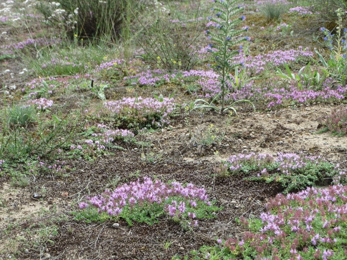 Thyme - Naked rooted (<100)