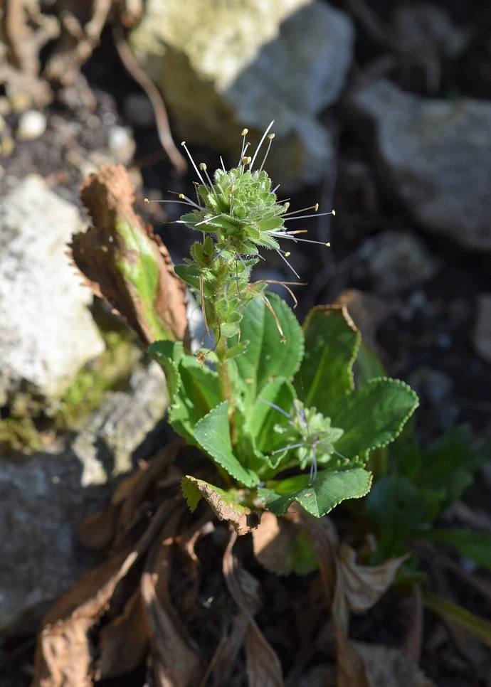 Kutki (Picrorhiza kurrooa) -