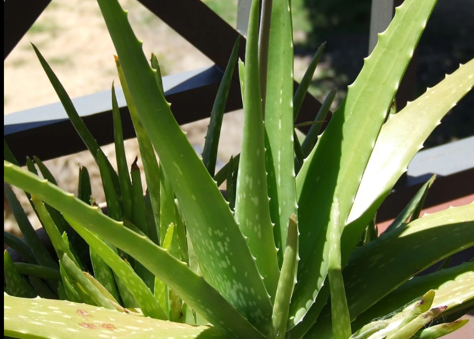 ALOEVERA POWDER - 100 gm