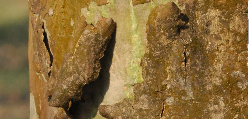 ARJUN POWDER - 100gm