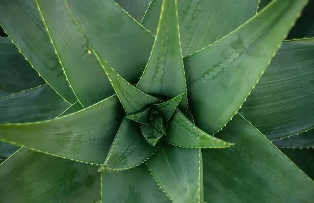 ALOEVERA POWDER - 100 gm